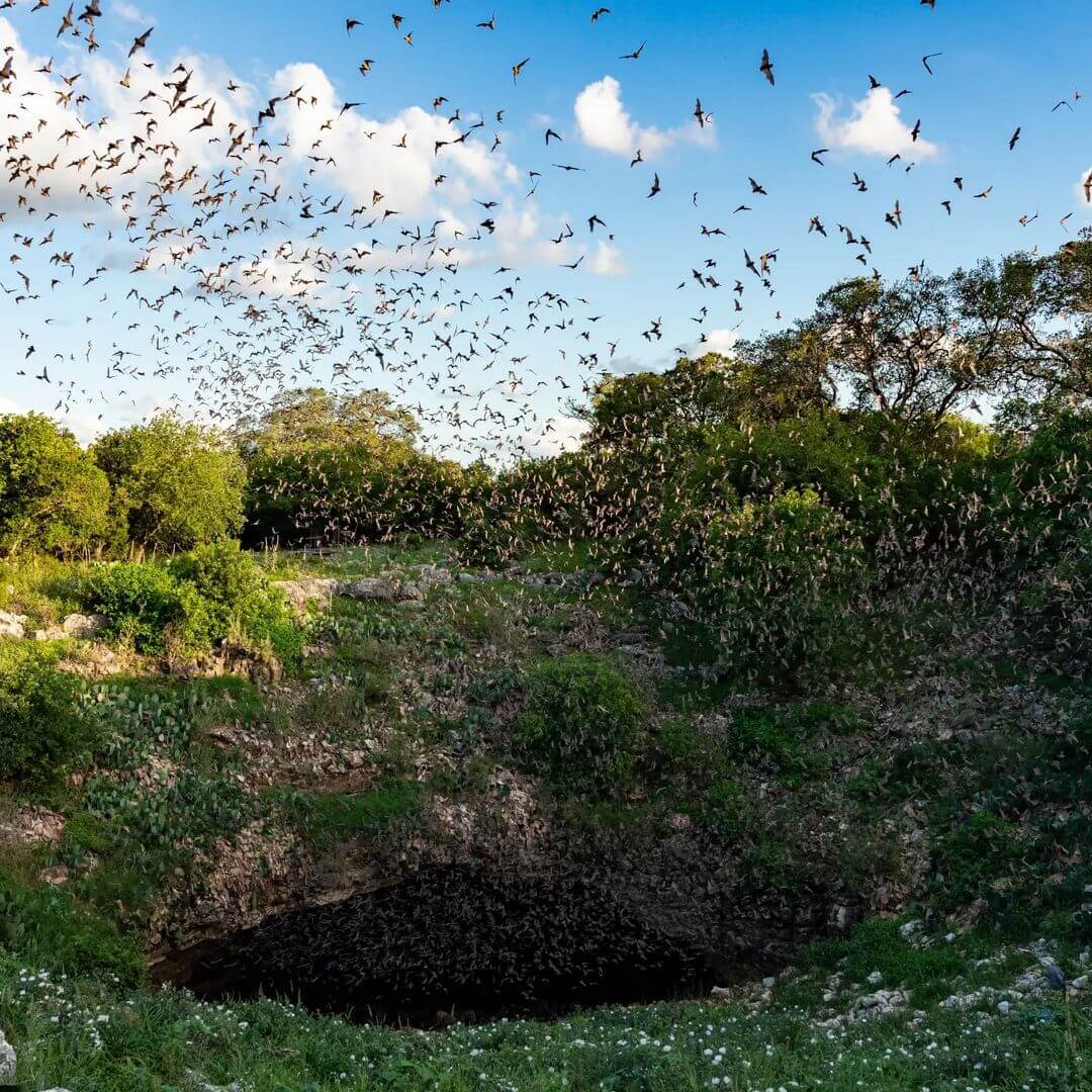 Experience the Wonder of Bracken Cave In Texas: The World’s Largest Bat ...